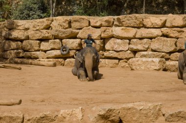 Güney Afrika 'daki Afrika filleri, Güney Afrika filleri.