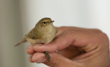 İsrail 'in muhteşem kuşları, Kutsal Toprakların kuşları
