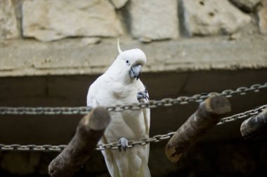 Dünyanın dört bir yanından inanılmaz tropikal kuşlar