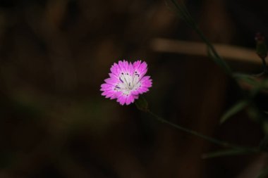 İsrail 'in renkli ve güzel bahçelerindeki inanılmaz çiçekler.