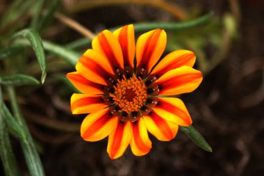 İsrail 'in renkli ve güzel bahçelerindeki inanılmaz çiçekler.