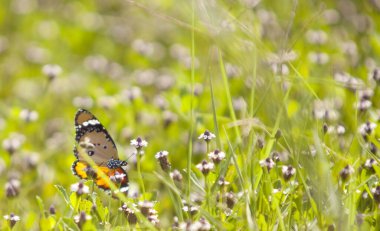 Ağaç dalında güzel bir kelebek