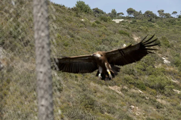 Increíbles Águilas Israel Águilas Tierra Santa — Foto de Stock
