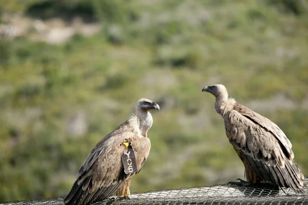 Erstaunliche Adler Israels Adler Des Heiligen Landes — Stockfoto