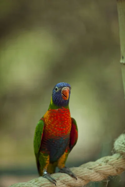Aves Tropicais Incríveis Todo Mundo — Fotografia de Stock