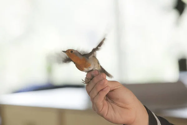 Amazing Birds Israel Birds Holy Land — Stock Photo, Image