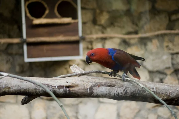 Удивительные Тропические Птицы Мира — стоковое фото