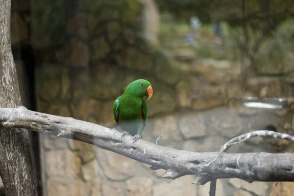 Удивительные Тропические Птицы Мира — стоковое фото