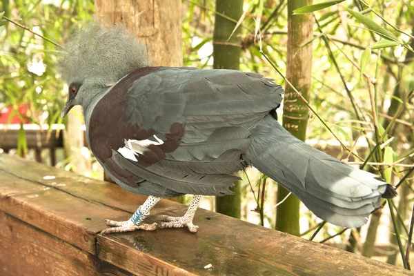 Increíbles Aves Tropicales Todo Mundo —  Fotos de Stock
