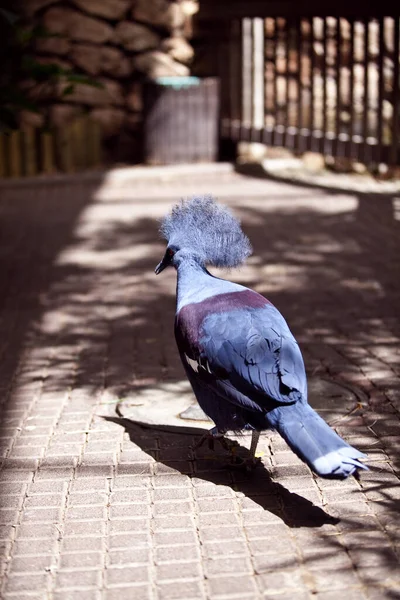 Aves Tropicais Incríveis Todo Mundo — Fotografia de Stock