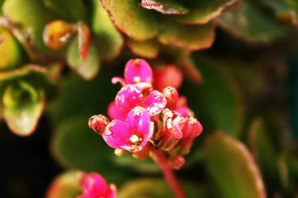 Erstaunliche Blumen Botanischen Gärten Israel Bunt Und Beautifu — Stockfoto