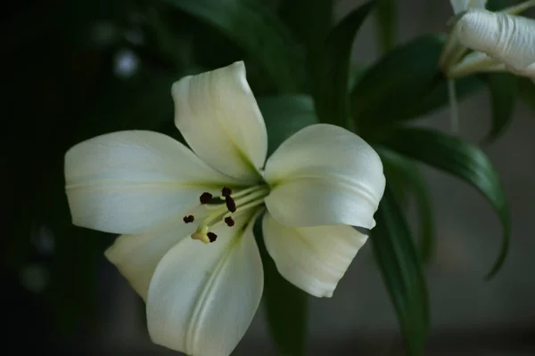 Niesamowite Kwiaty Ogrodach Botanicznych Israel Kolorowe Beautifu — Zdjęcie stockowe