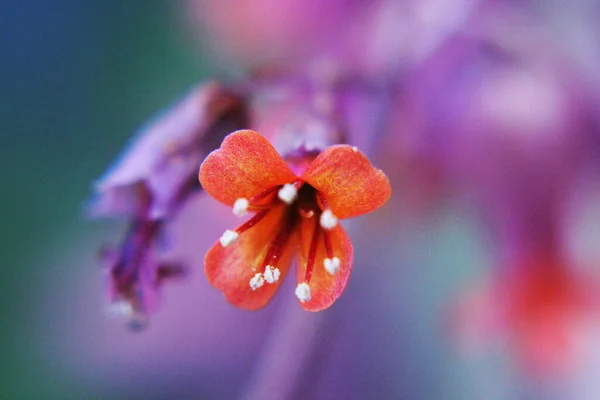 Amazing Flowers Botanical Gardens Israel Colorful Beautifu — Stock Photo, Image