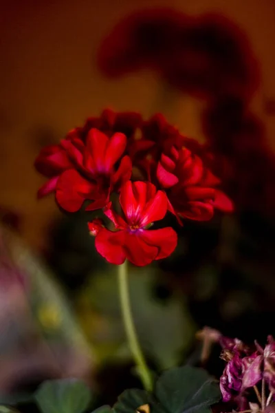 Niesamowite Kwiaty Ogrodach Botanicznych Israel Kolorowe Beautifu — Zdjęcie stockowe