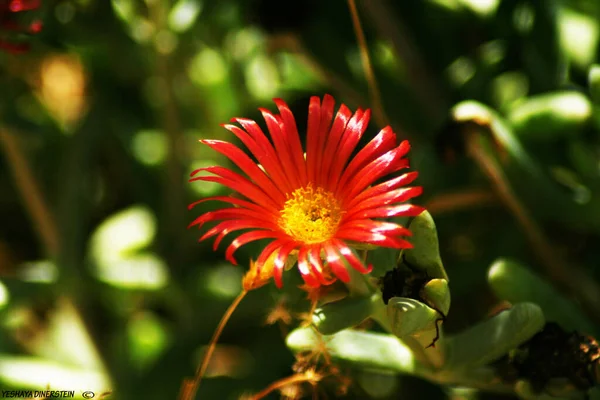 Increíbles Flores Jardines Botánicos Israel Colorido Beautifu —  Fotos de Stock