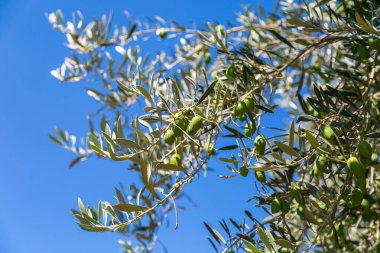 Doğada yetişen ağaçlar