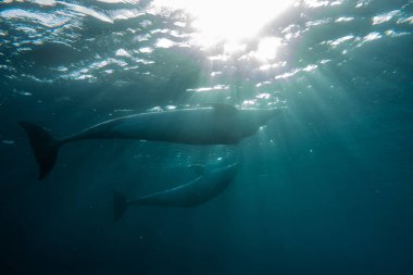 Yunus Kızıl Deniz 'de yüzüyor 