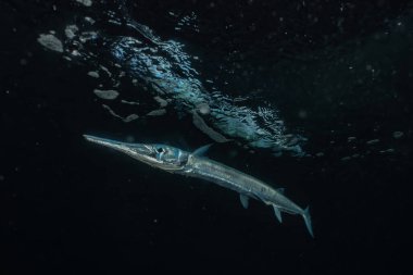 Yunus Kızıl Deniz 'de yüzüyor 