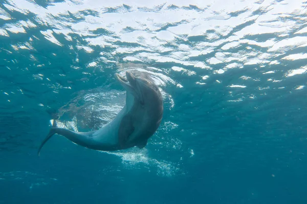 Delfiner Som Simmar Röda Havet — Stockfoto