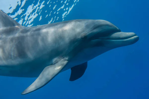 Delfinschwimmen Roten Meer — Stockfoto