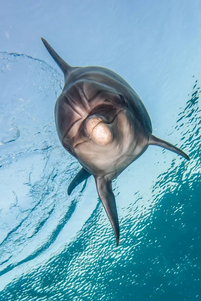 Yunus Kızıl Deniz 'de yüzüyor 