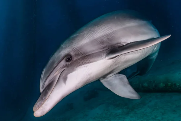 Delfín Nadando Mar Rojo — Foto de Stock