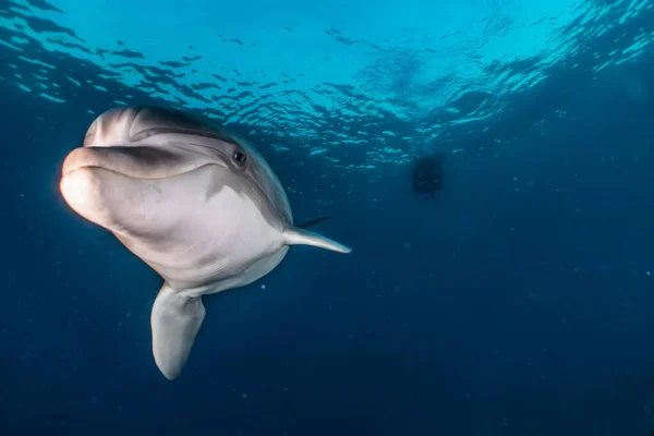 Dolphin Swimming Red Sea — Stock Photo, Image