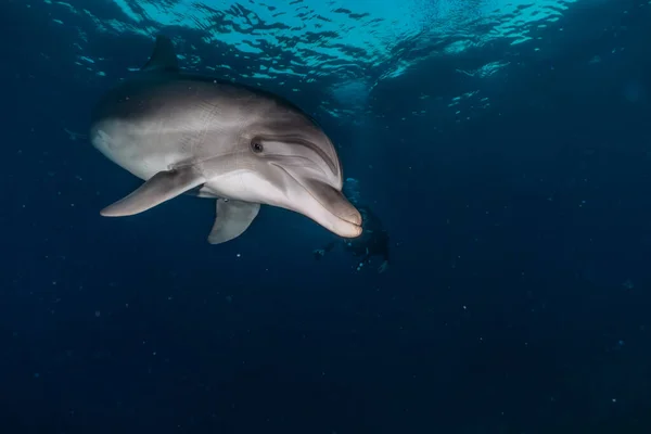 Dauphin Nageant Dans Mer Rouge — Photo