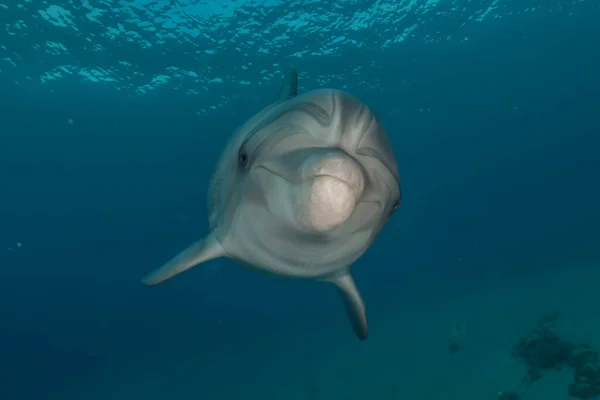 Pływanie Delfinami Morzu Czerwonym — Zdjęcie stockowe