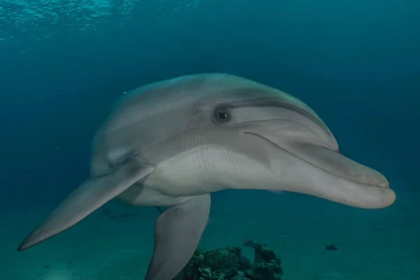 Delfín Nadando Mar Rojo — Foto de Stock