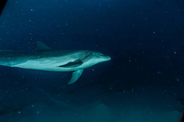 Плавание Дельфинов Красном Море — стоковое фото