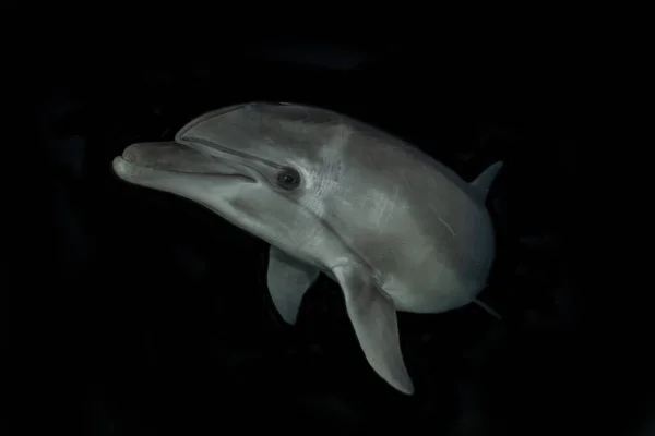 Nuoto Dei Delfini Nel Mar Rosso — Foto Stock