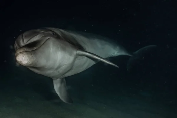 Dolphin Κολύμπι Στην Ερυθρά Θάλασσα — Φωτογραφία Αρχείου