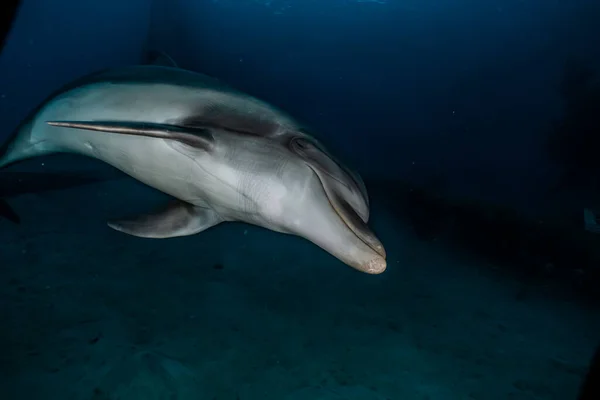 Delfiner Som Simmar Röda Havet — Stockfoto