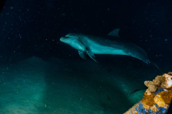 Delfín Plavání Rudém Moři — Stock fotografie