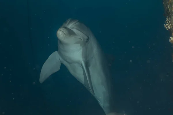 在红海中游泳的海豚 — 图库照片