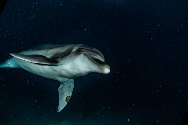 紅海でのイルカの泳ぎ — ストック写真