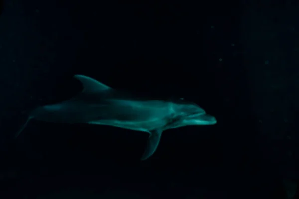 Дельфіни Плавають Червоному Морі — стокове фото
