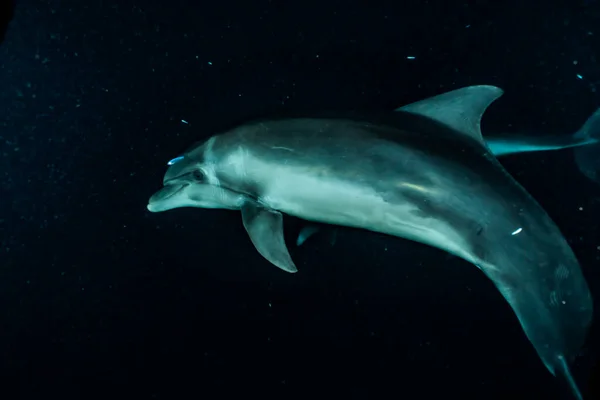 Dolphin Swimming Red Sea — Stock Photo, Image