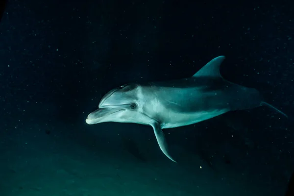 Nuoto Dei Delfini Nel Mar Rosso — Foto Stock