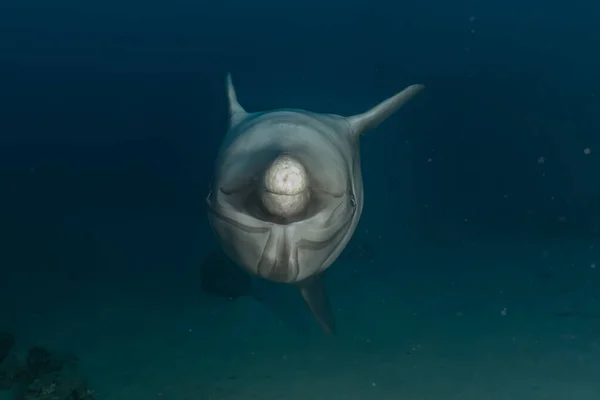 Delfín Nadando Mar Rojo —  Fotos de Stock