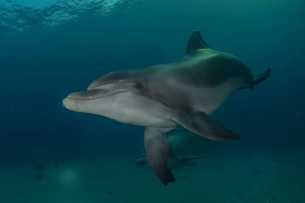 Dauphin Nageant Dans Mer Rouge Eilat Israël — Photo