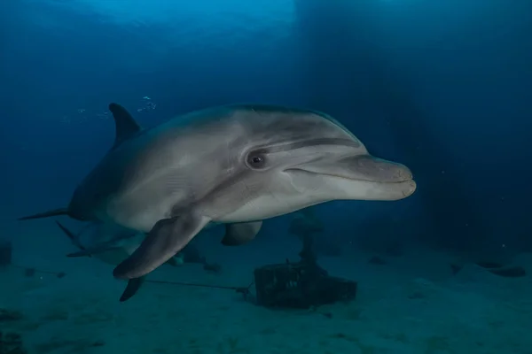 Dauphin Nageant Dans Mer Rouge Eilat Israël — Photo