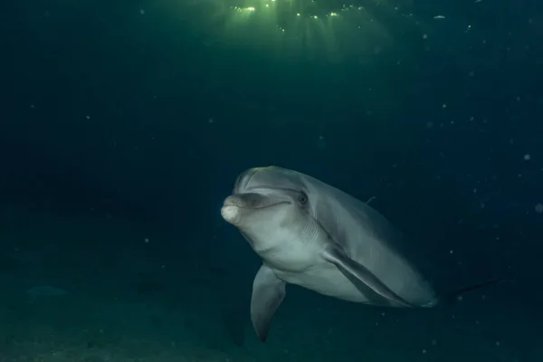 Delfín Nadando Mar Rojo Eilat Israel —  Fotos de Stock