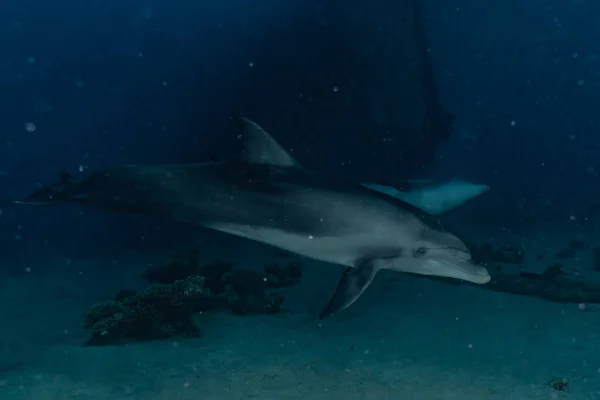 Dauphin Nageant Dans Mer Rouge Eilat Israël — Photo