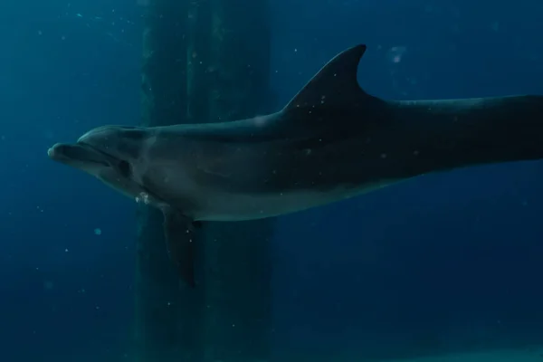 Dolphin Swimming Red Sea — Stock Photo, Image