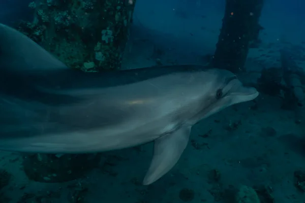 Delfín Nadando Mar Rojo —  Fotos de Stock