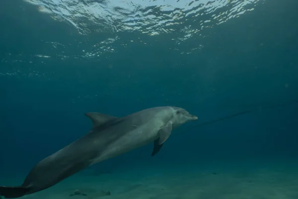 Yunus Kızıl Deniz 'de yüzüyor, Eilat İsrail