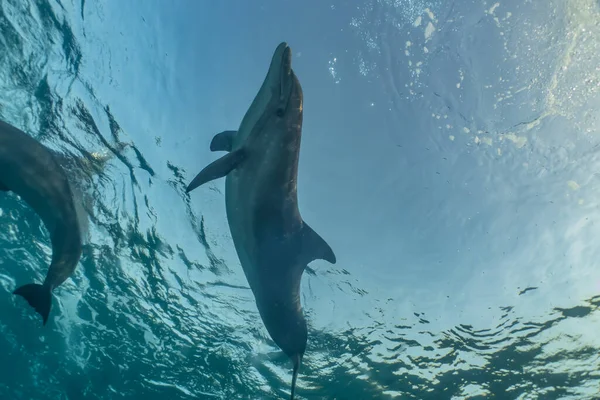 Dauphin Nageant Dans Mer Rouge Eilat Israël — Photo