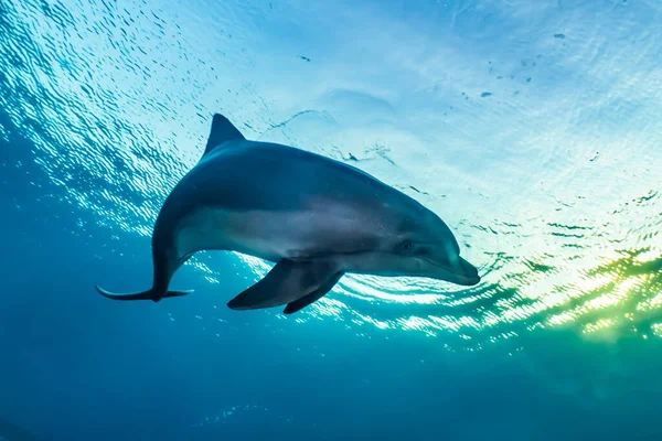 해에서 헤엄치는 돌고래 — 스톡 사진